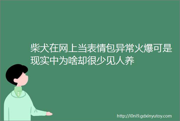 柴犬在网上当表情包异常火爆可是现实中为啥却很少见人养