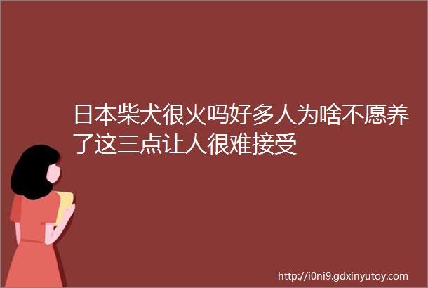 日本柴犬很火吗好多人为啥不愿养了这三点让人很难接受